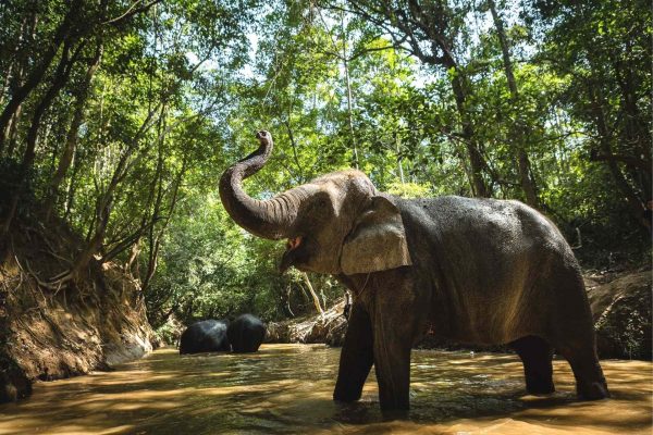 Siem Reap Wildlife & Adventure - 1 Week Package of Outdoor Activities