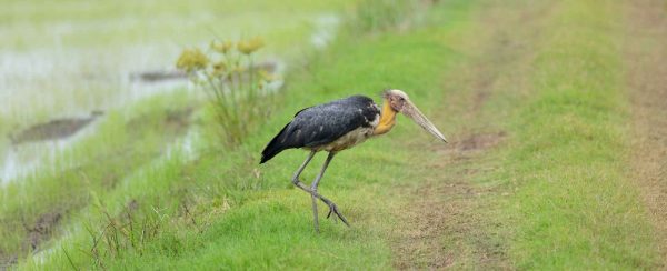 Birdwatchers News: Greater Adjutant levels are rising in Cambodia