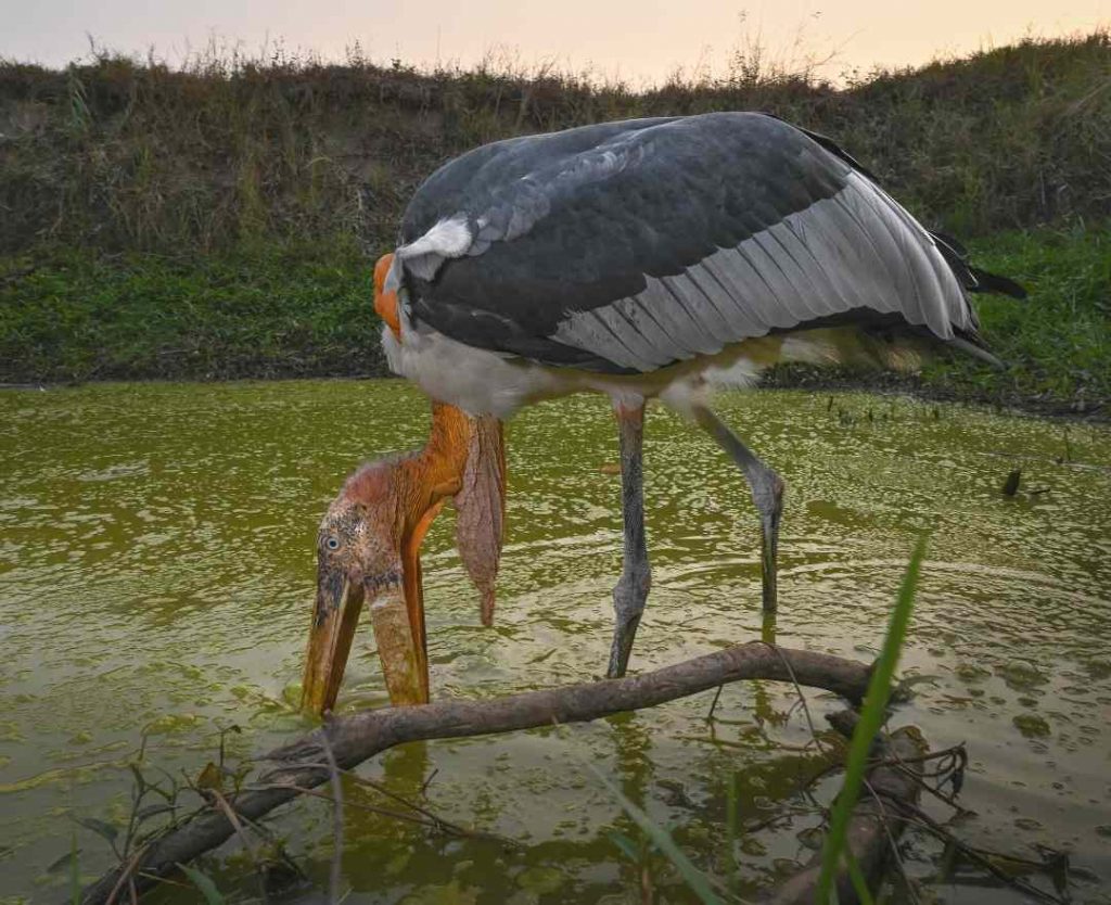 Birdwatchers News: Greater Adjutant levels are rising in Cambodia