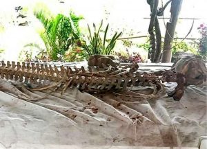 Stung Treng is preparing an Irrawaddy dolphin exhibition