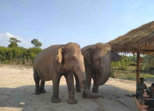 Cambodia Elephant Sanctuary. Kulen Elephant Forest experience