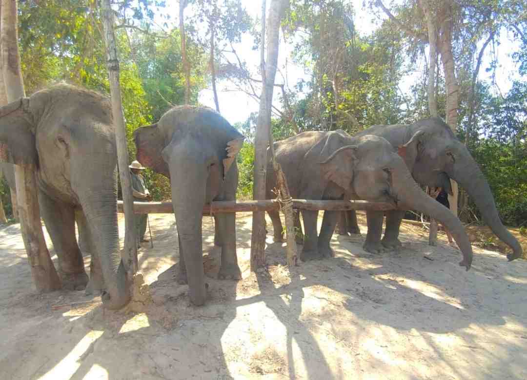 Cambodia Elephant Sanctuary Cambodia Wildlife Sanctuaries Experience