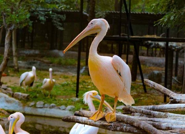 Spot-billed Pelicans in Cambodia