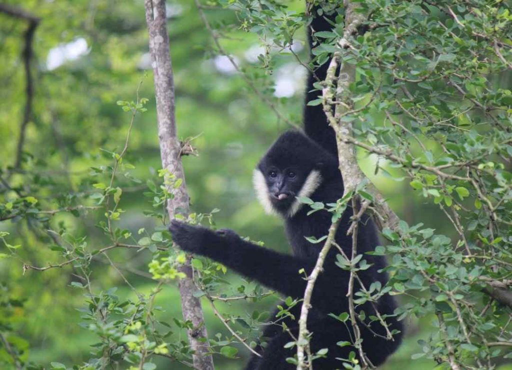 Cambodia's efforts to protect its wildlife have paid off, as the country is now thought to have the highest number of endangered pileated gibbons in the world.