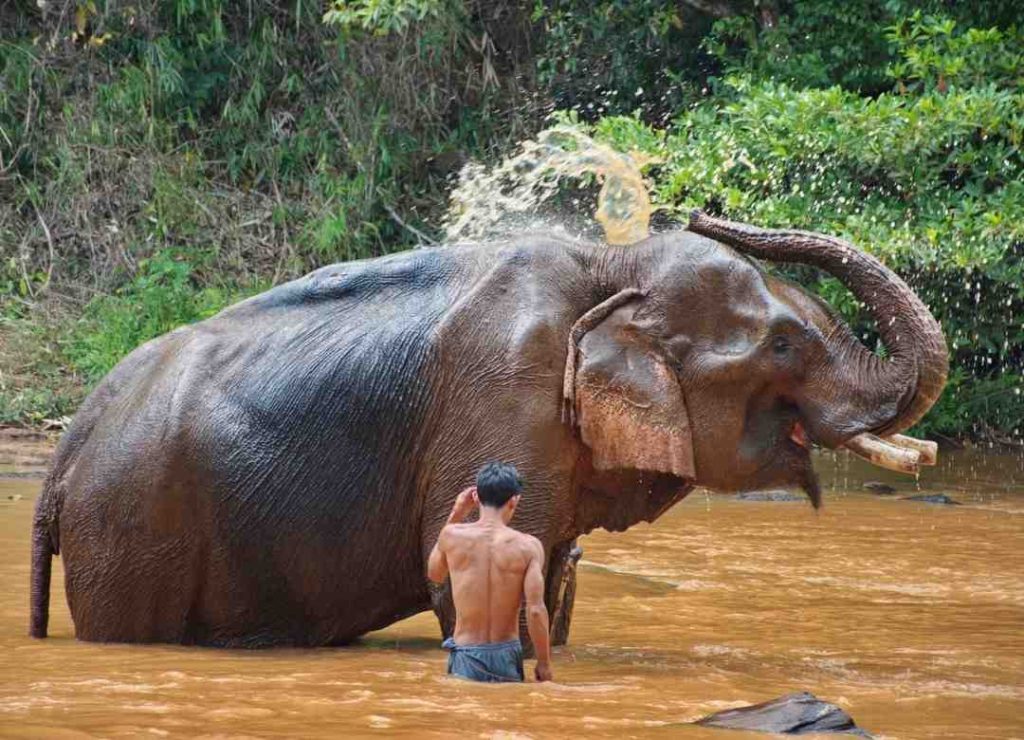 Mondulkiri Cambodia Elephant Sanctuary