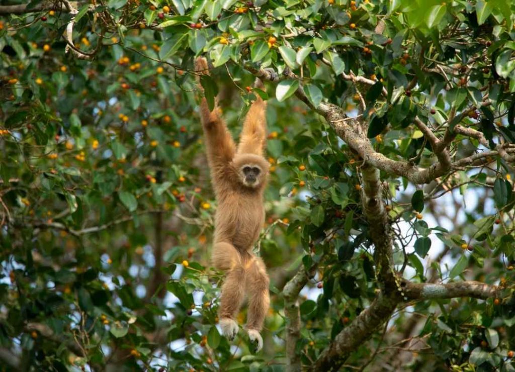Pileated gibbon in Cambodia - An endangered specie
