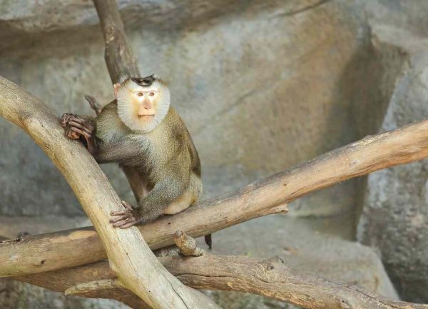 Monkey populations increasing in Cambodia