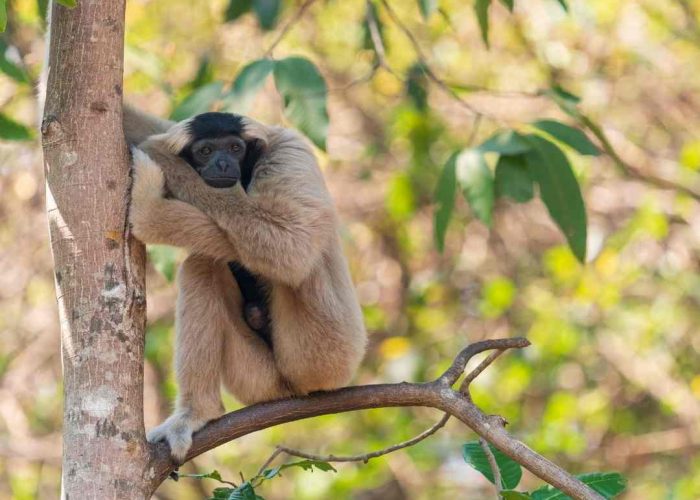 Pileated gibbon in Cambodia