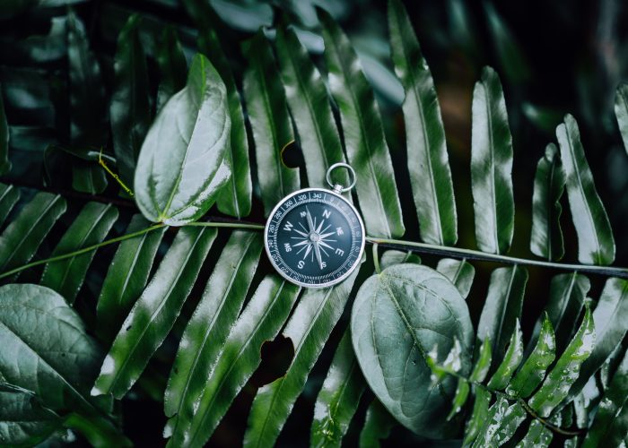compass-among-fern-leaves-in-a-tropical-jungle-adventure-discovery-navigation-concept.jpg